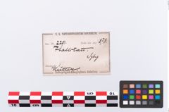 Etikett zu Tierzahn (NHMW-PRAE-002291)